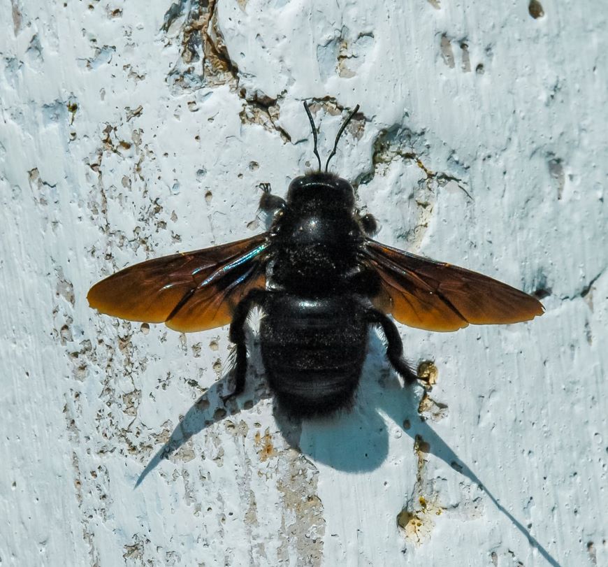 Prevention and Control Methods carpenter bees